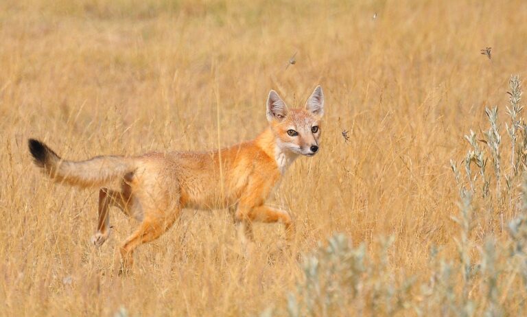 Swift fox
