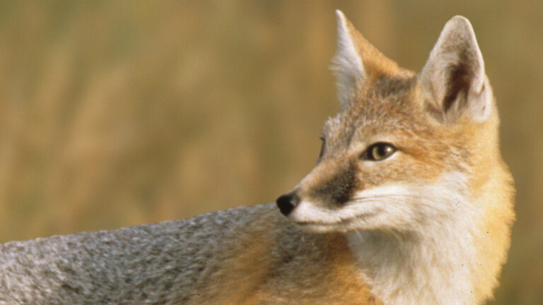 Swift fox