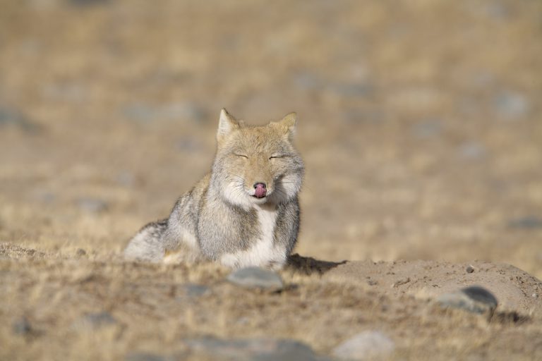 Tibetan sand fox