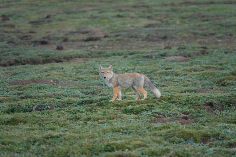 Tibetan sand fox