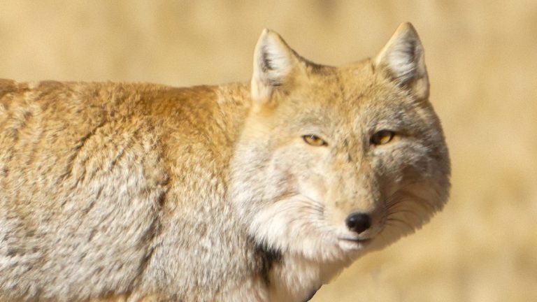 Tibetan sand fox